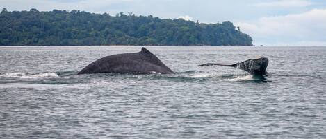 A whale breaching the water with a forested island in the background.