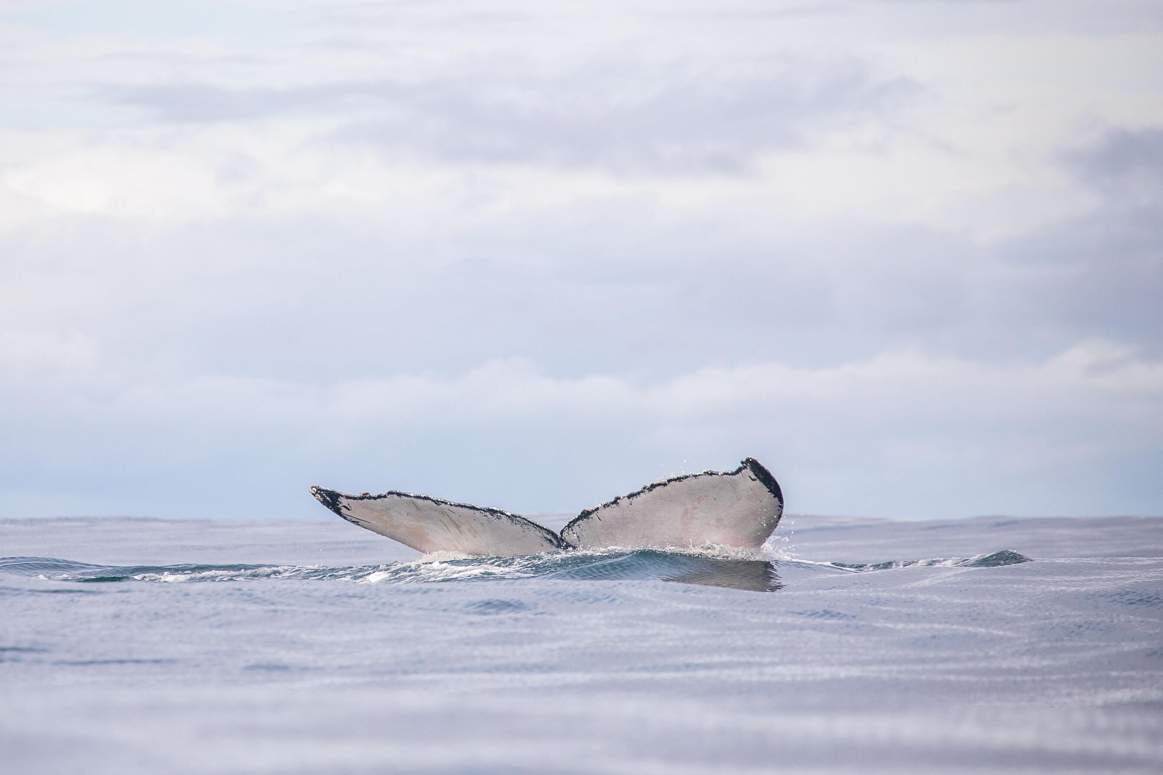 Una cola de ballena emergiendo del agua, lo que sugiere la posibilidad de avistamiento de ballenas en las cercanías.