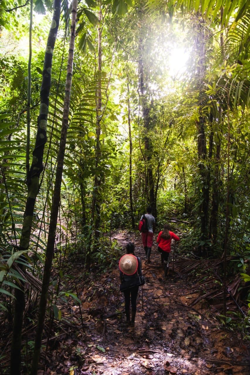 A forest path with people walking.