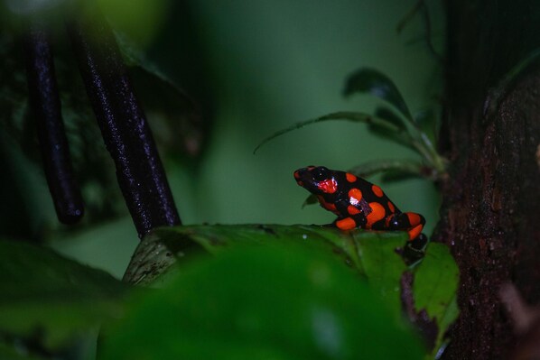 A frog on a green leaf. - Ostional river (Nuquí)