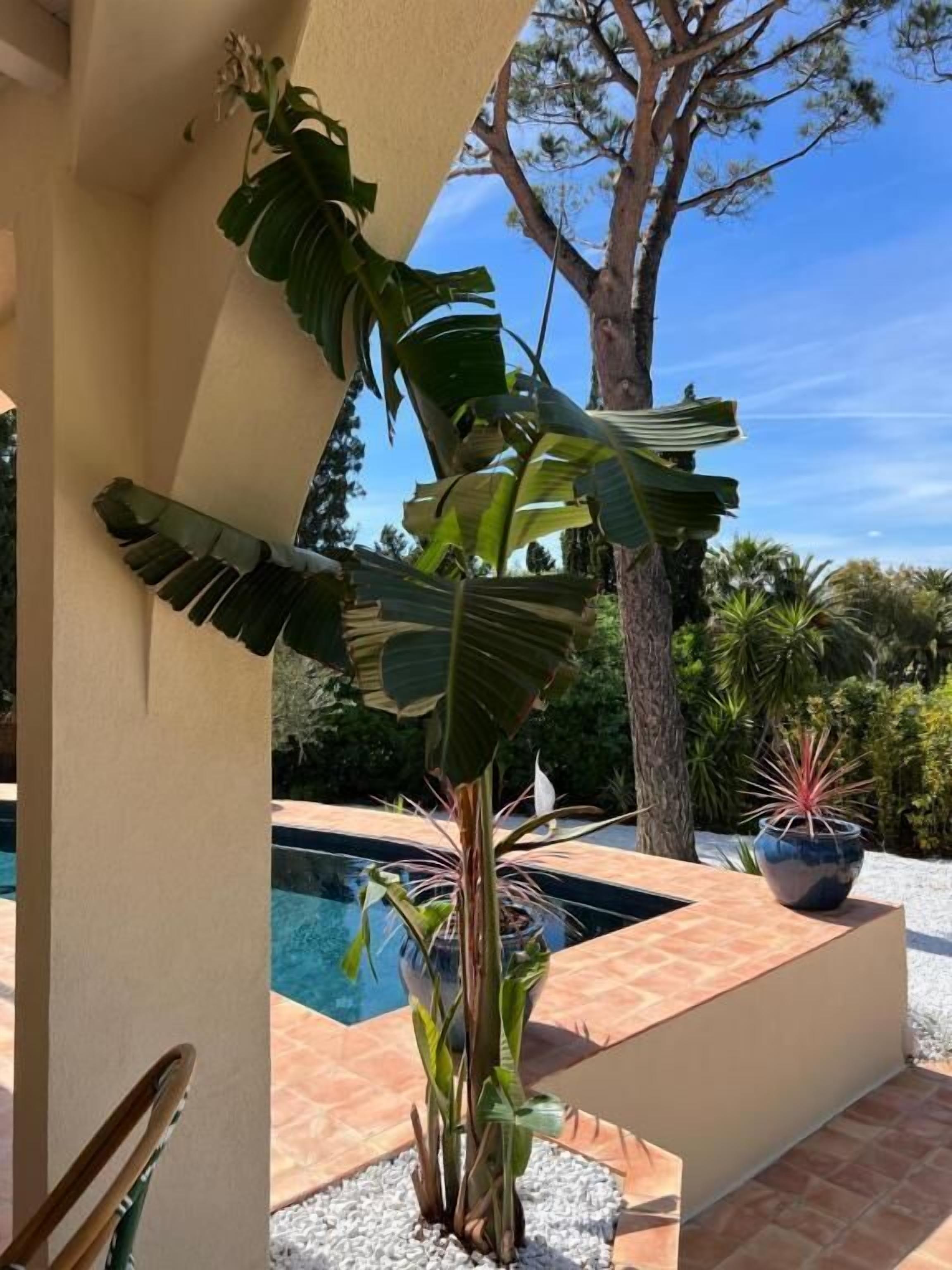 A pool area with a large tree and various plants.