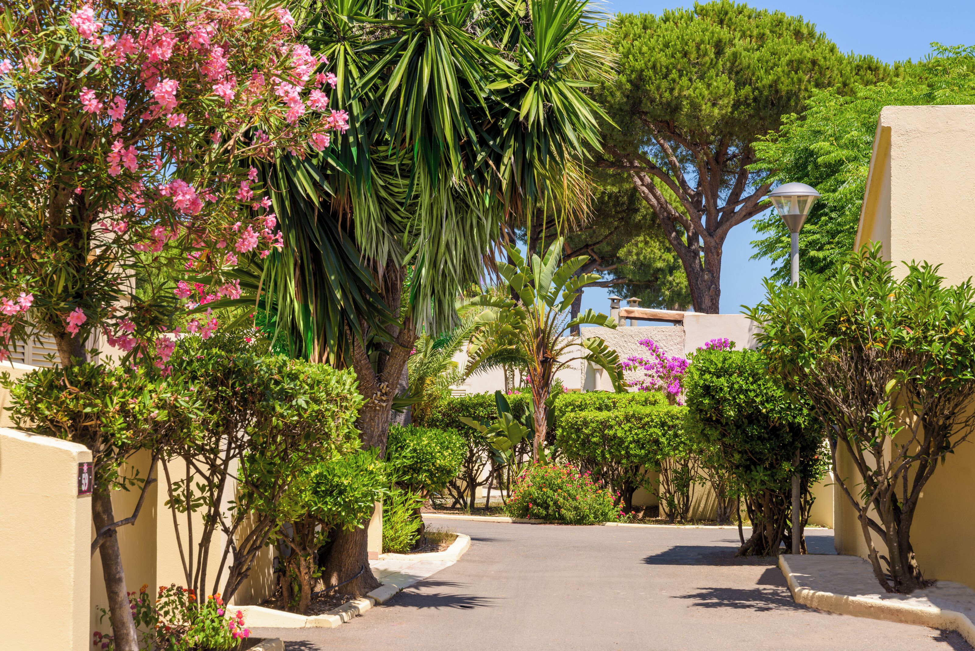 A paved pathway flanked by lush greenery and flowering plants, leading to a building with a thatched roof.