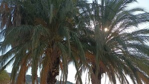 A beach with palm trees and umbrellas. - Lavandou Maison de Ville Duplex ,400 Mètres des Plages. Ideal Pour les Familles (Le Lavandou)