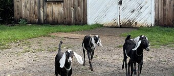 Barn stay with dairy goats! Your clean cozy spot in the barn is waiting for you