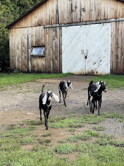 Barn stay with dairy goats! Your clean cozy spot in the barn is waiting for you