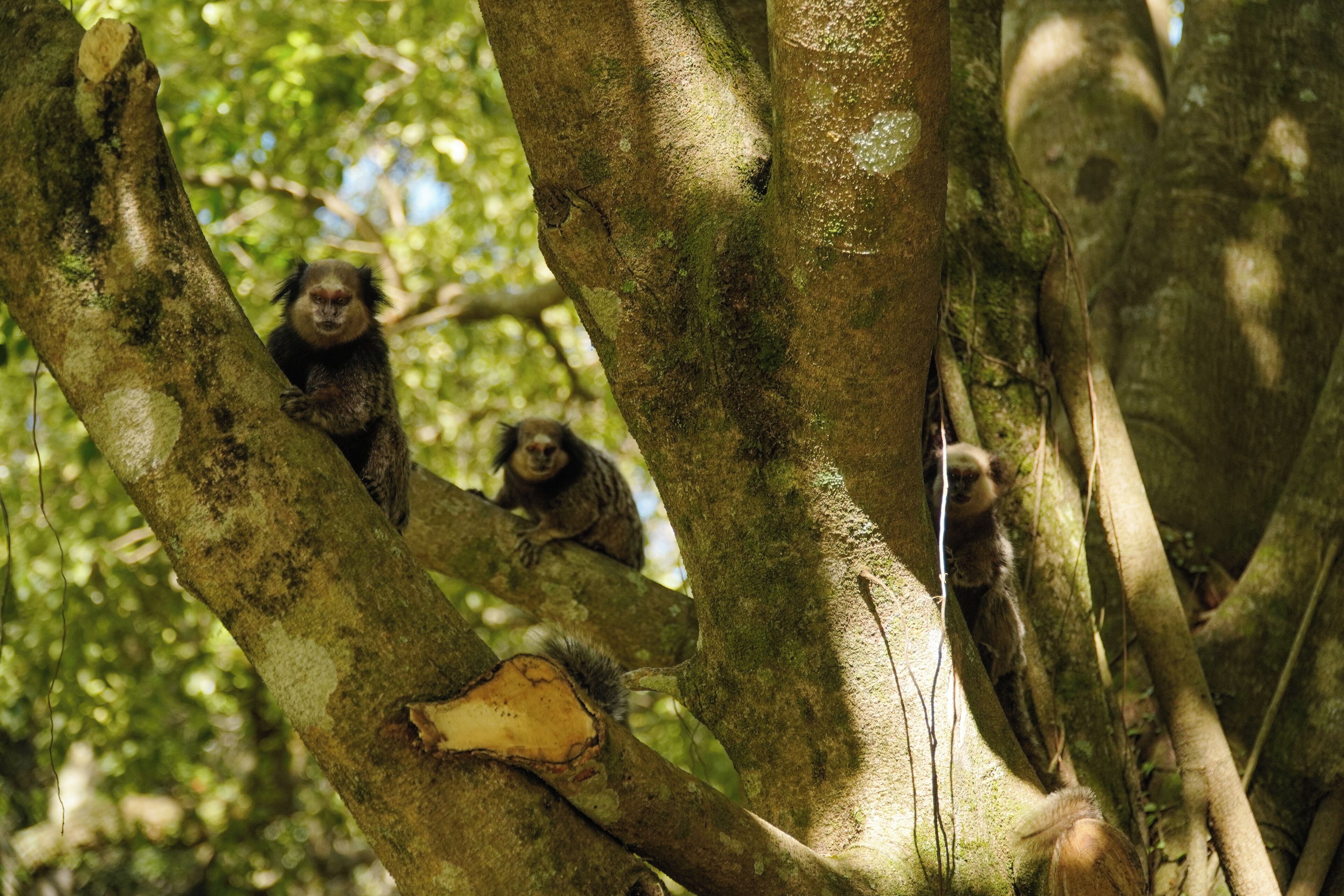 Foto - Pousada Dunasol Floripa