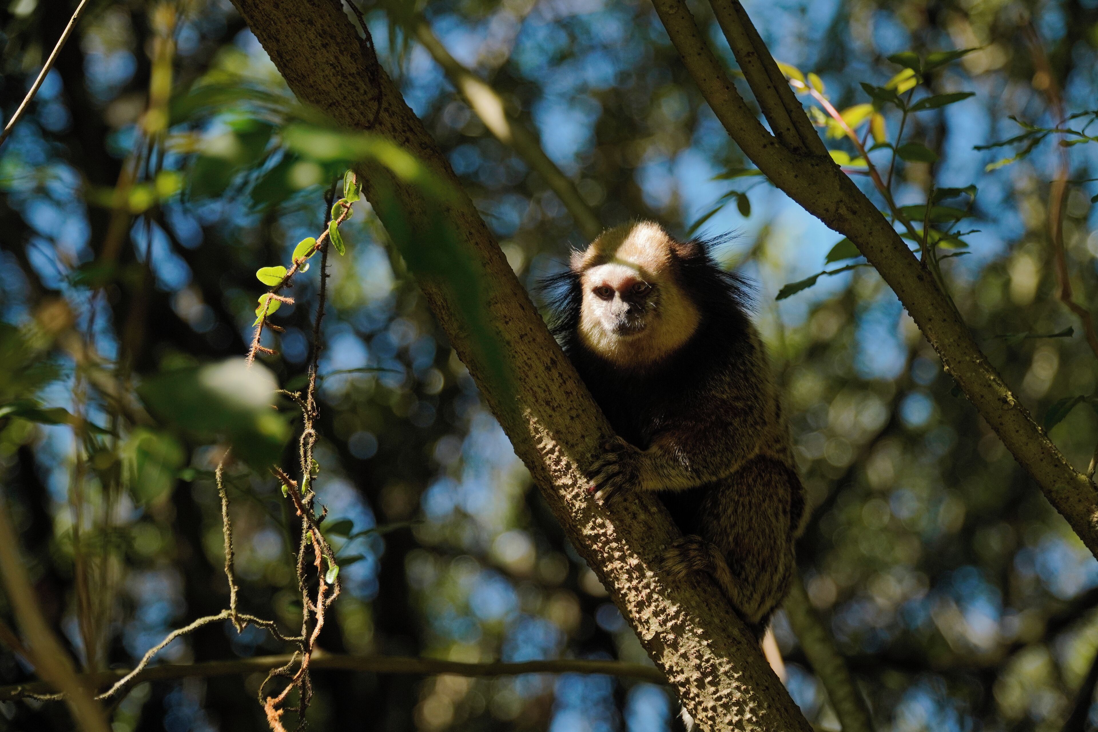 Foto - Pousada Dunasol Floripa