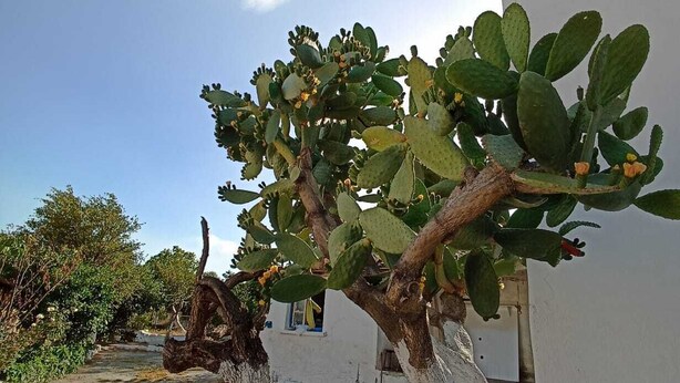 Uma planta de cacto com folhas verdes e flores amarelas, posicionada ao lado de um edifício branco com um caminho de pedra que o leva até ele.