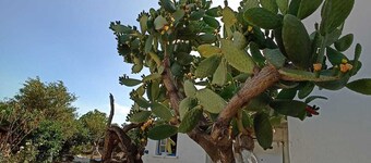     LOTUS HOUSE 
Tarih & Doğa & Konfor