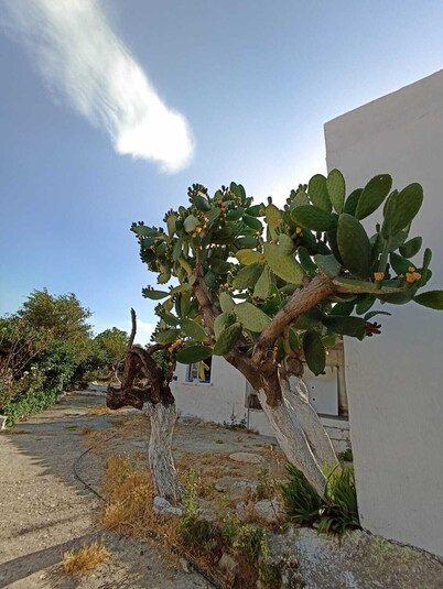     LOTUS HOUSE 
Tarih & Doğa & Konfor