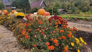 A garden with various flowers and pumpkins. - The Dogwood condo is located in the heart of Sapphire Valley with WiFi, AC  (Sapphire)