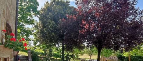 Una terrazza esterna con tavoli e sedie, un muro in pietra e un albero con foglie rosse.