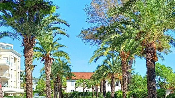 A pathway lined with palm trees leading to a building with a red roof. - Pool and seaside apartment  (Cannes)
