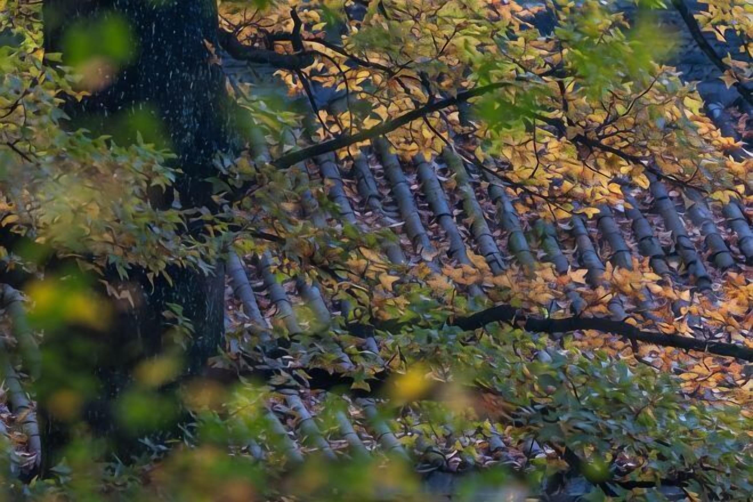 A tree with leaves, a branch, and a ground covered with leaves.