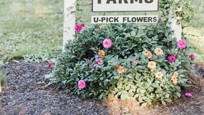 Schild für Terra Farms mit Bereich zum selbst Pflücken von Blumen.