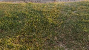 Un espacio cubierto de césped con un sendero de hormigón que conduce a una masa de agua.