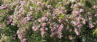 Gemütliche Wohnung mit Einem Großen Garten Direkt am Kuhsee, Augsburg