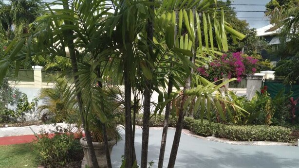 Un patio con dos sillas blancas, suelo de baldosas y vista a una calle con palmeras y una planta floreciente de color rosa.