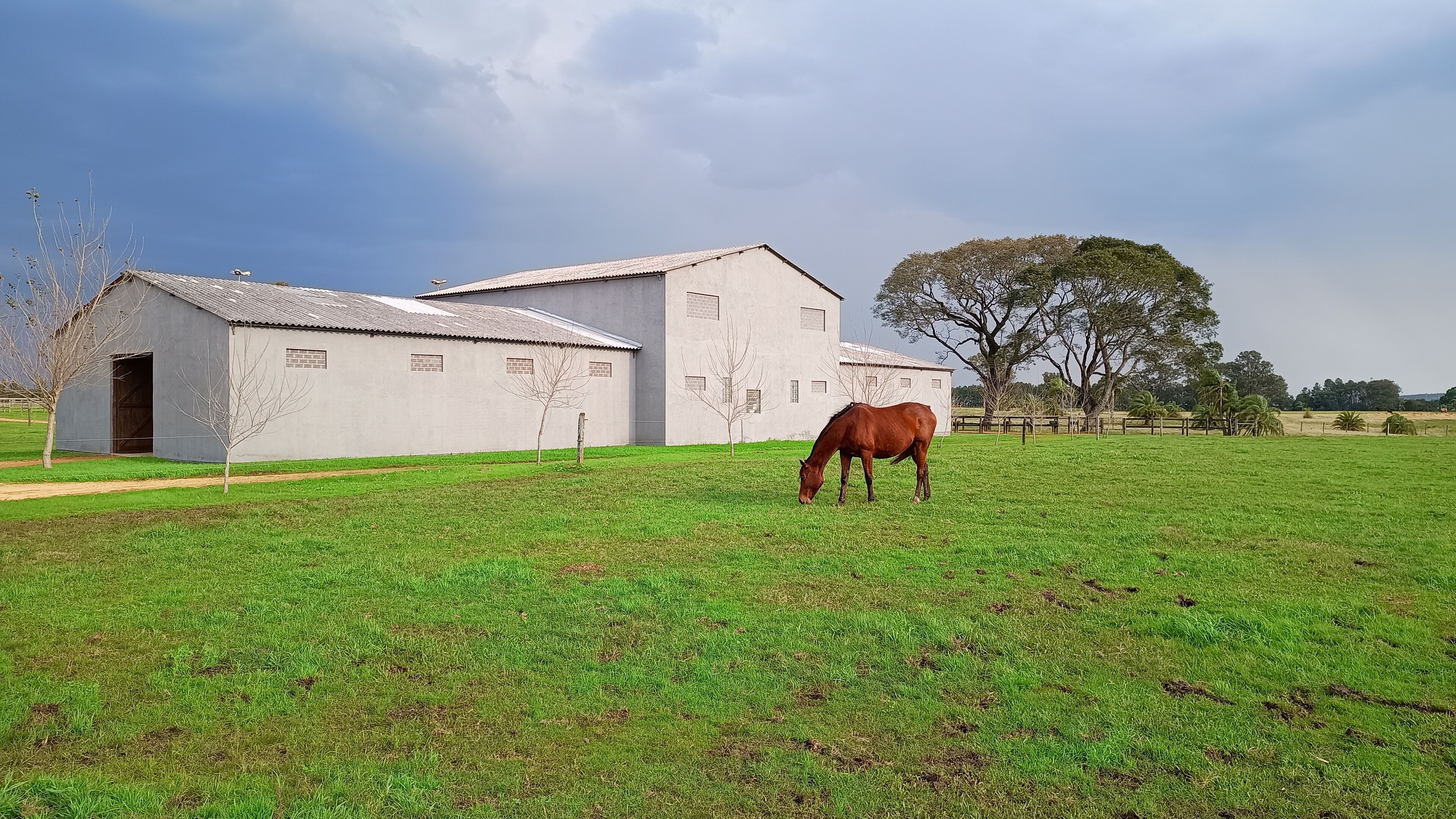 Un caballo pastando en un campo cubierto de hierba con un granero al fondo.