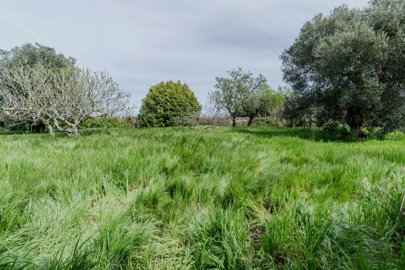 Un campo cubierto de césped con árboles y cielo despejado.