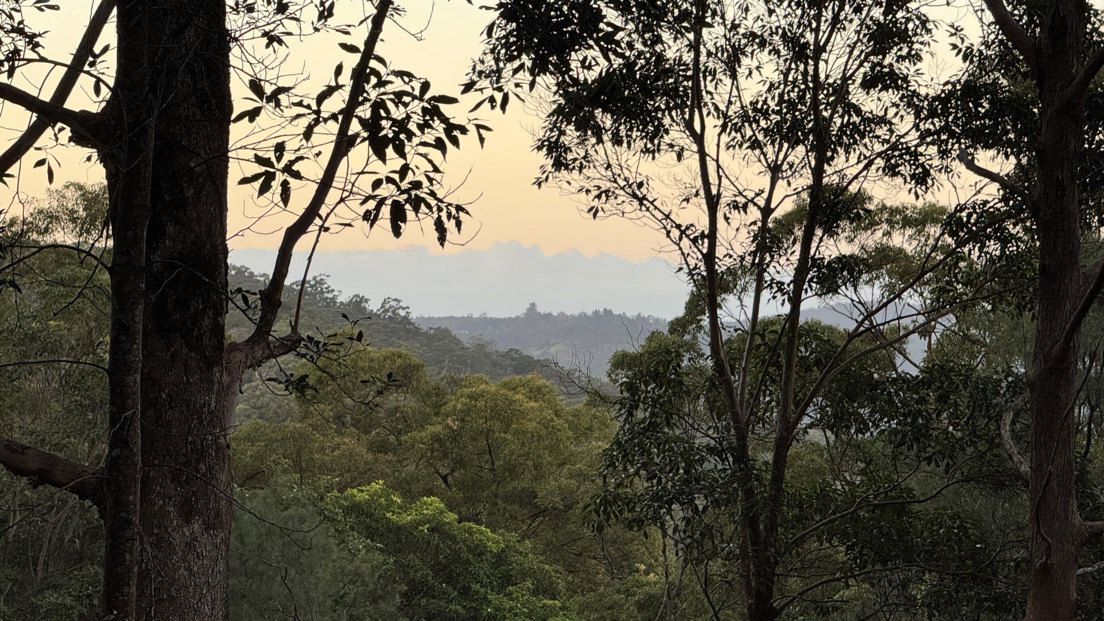A forested landscape with dense trees and a distant view of a hill or mountain range.