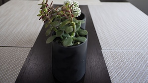 Une cuisine moderne avec des meubles blancs, un îlot central et une plante en pot sur l’îlot.