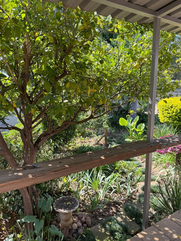 Stroll under the pergola, surrounded by lush plants and a serene birdbath.