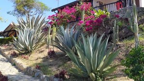 A residential area with a house, cacti, and flowering plants. - Cabañas Cañón del Chicamocha (Aratoca)