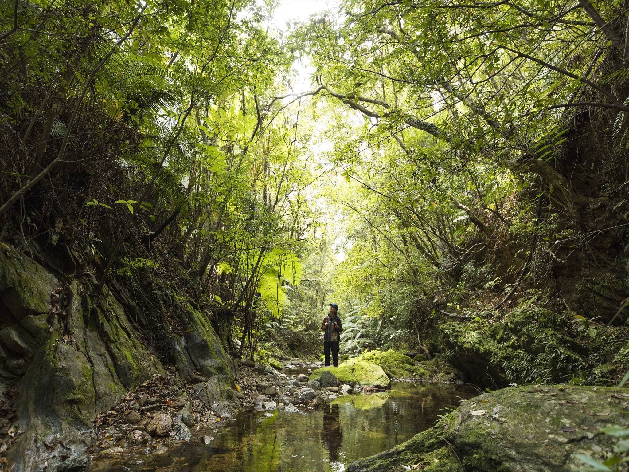 A forested area with a stream, rocks, and a person standing by the water.
