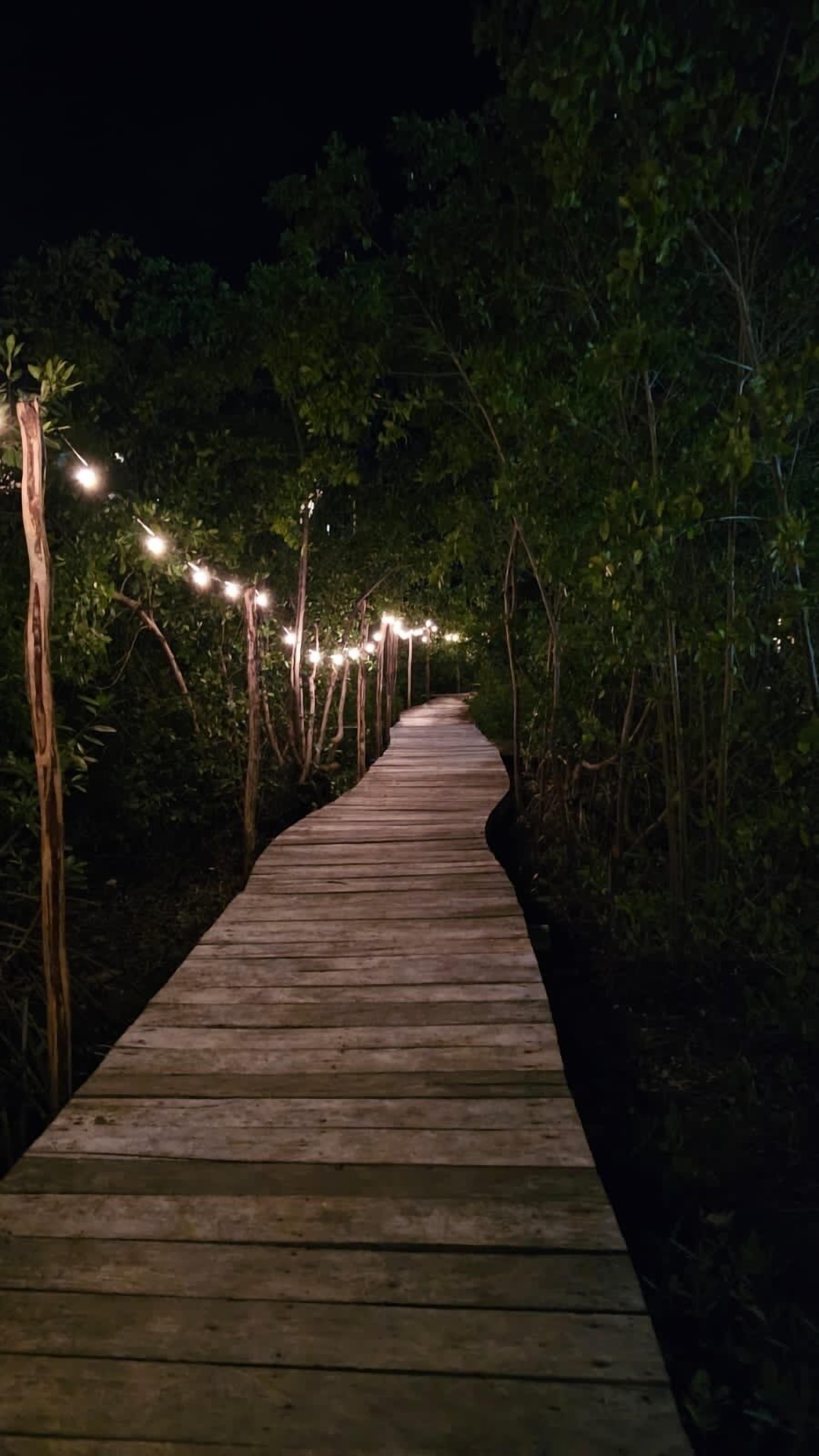 A wooden pathway flanked by trees, illuminated by string lights.
