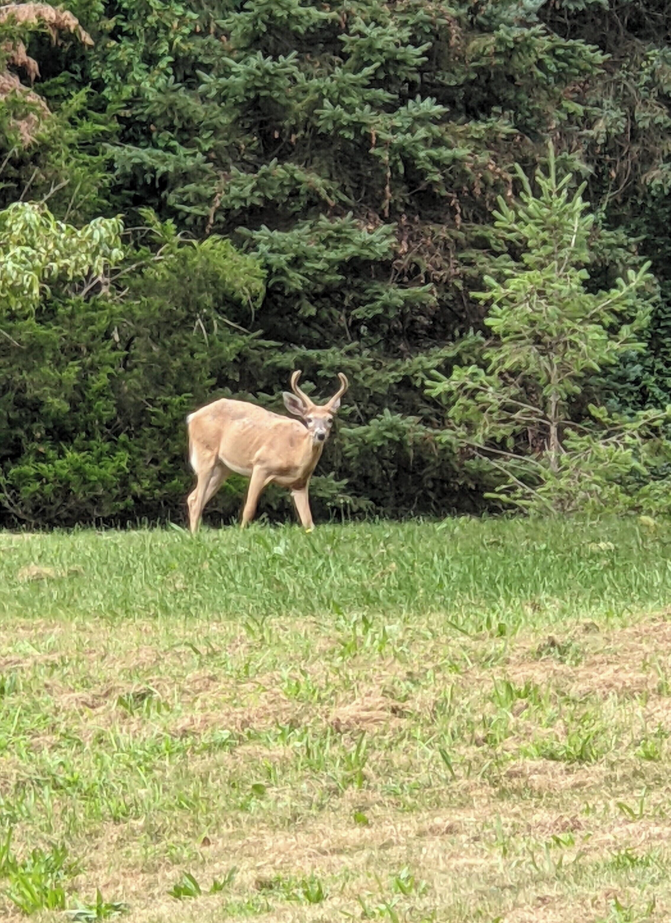 Un cervo in un campo erboso, con una fitta foresta sullo sfondo.