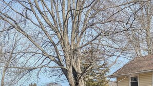 A large tree with a picnic table in front of a house.