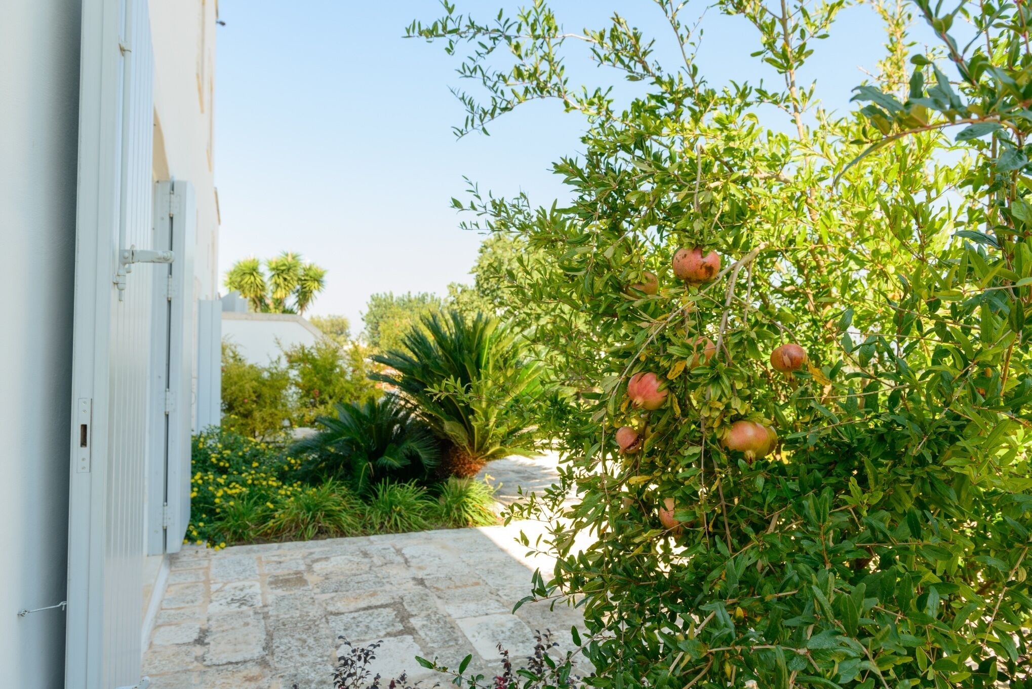 A stone pathway leading to a building with a pomegranate tree in the foreground.