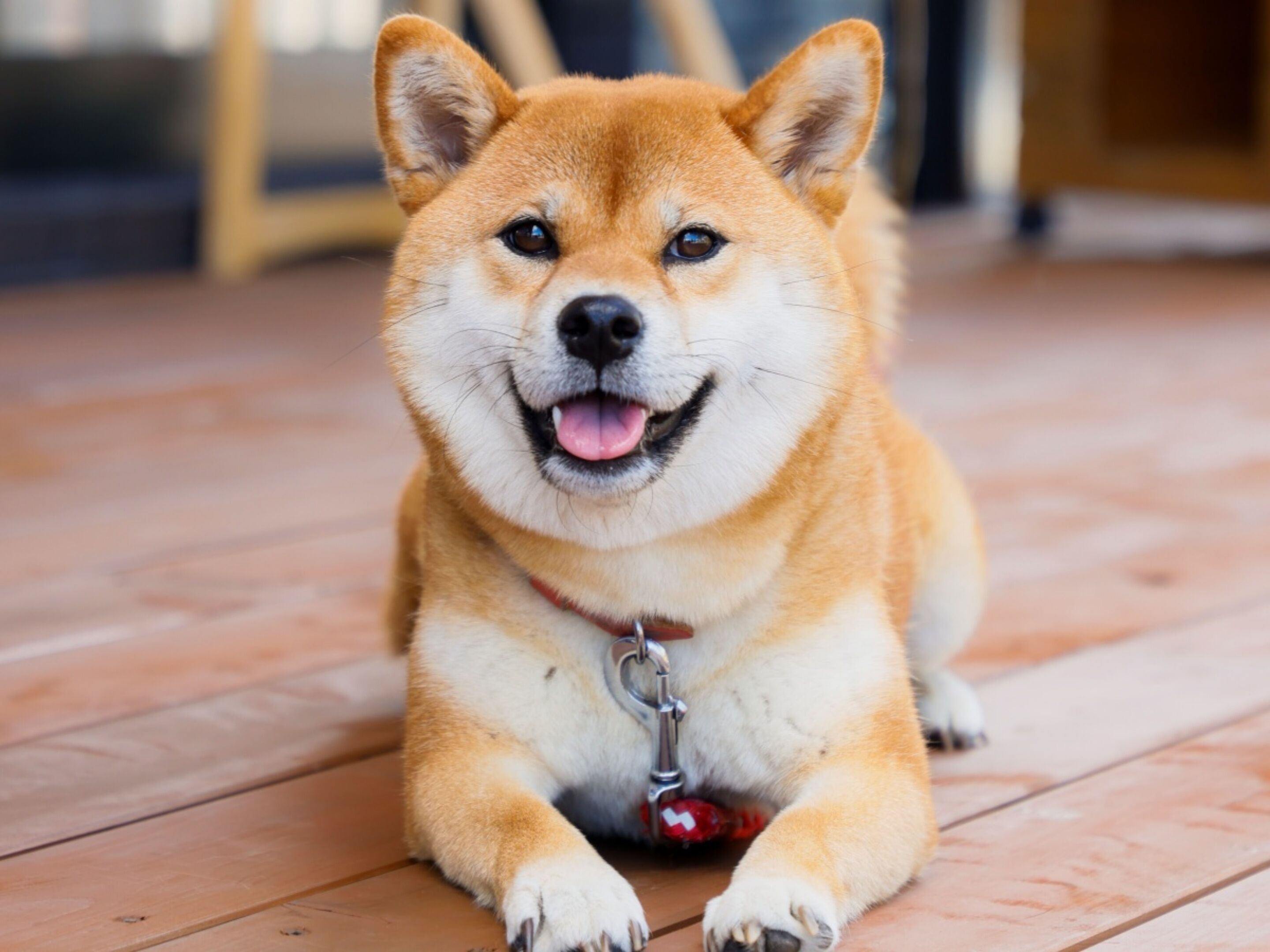 Un perro Shiba Inu acostado sobre un piso de madera, con correa metálica sujeta a su collar.