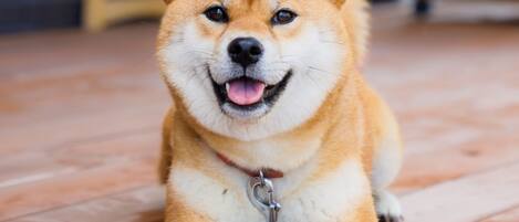 Un chien de race Shiba Inu allongé sur un plancher en bois, avec une laisse métallique attachée à son collier.