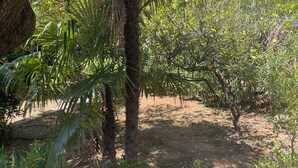 Un jardin avec un grand arbre et divers arbustes.