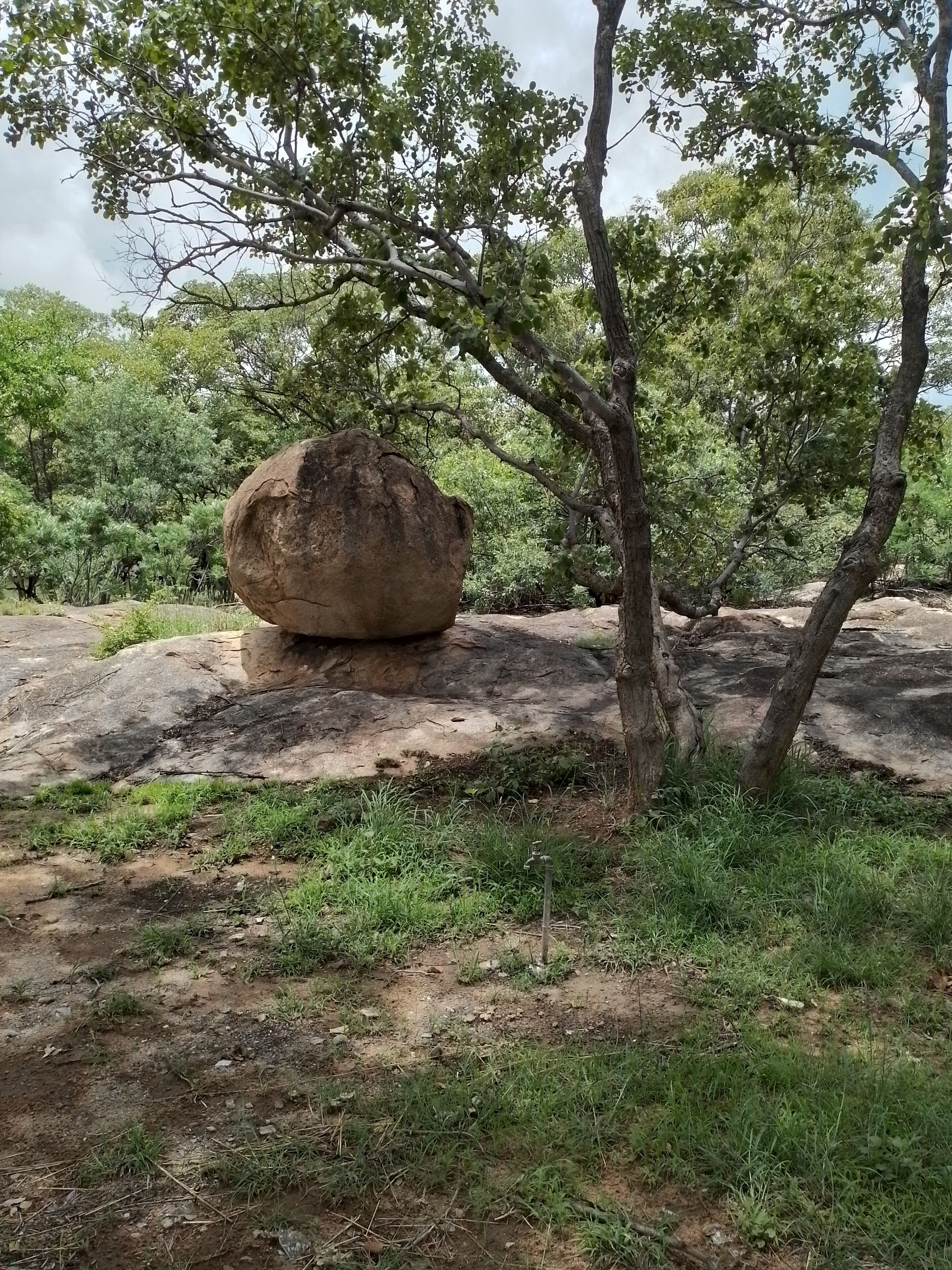 Un gros rocher est posé en équilibre sur une branche d’arbre, dans un environnement naturel caractérisé par un feuillage dense et un ciel dégagé.