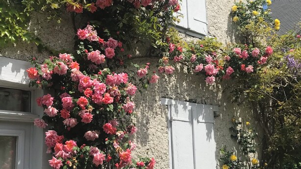 Um edifício coberto por trepadeiras com flores cor de rosa e amarelas.