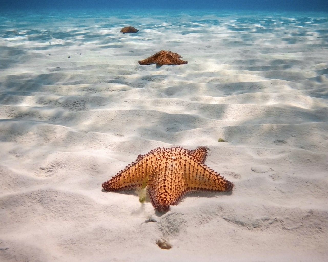 A starfish on a sandy seabed with clear water above.