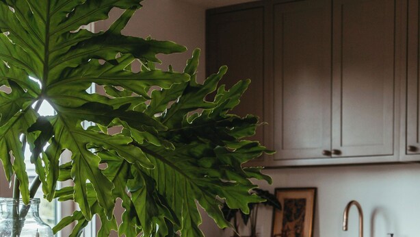 A kitchen with a wooden table, a bowl of fruit, and a large green plant. - Luxury 5BR Townhome w/ Private Plunge Pool in Lower Garden District (New Orleans)