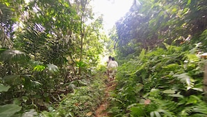 A narrow, unpaved path through a dense, tropical forest. - Cabaña Nuisuni  (Dibulla)