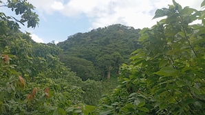 A lush, green landscape with dense foliage and a hill in the background. - Cabaña Nuisuni  (Dibulla)