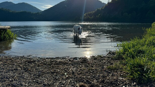 A serene lake with a dog in the water, surrounded by mountains and a clear sky. - Cabaña Nuisuni  (Dibulla)