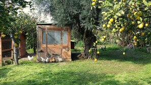 A rustic wooden coop with a mesh door, surrounded by a lush garden with lemon trees. - Giardino di Limoni Eco Friendly Villa (Noto)
