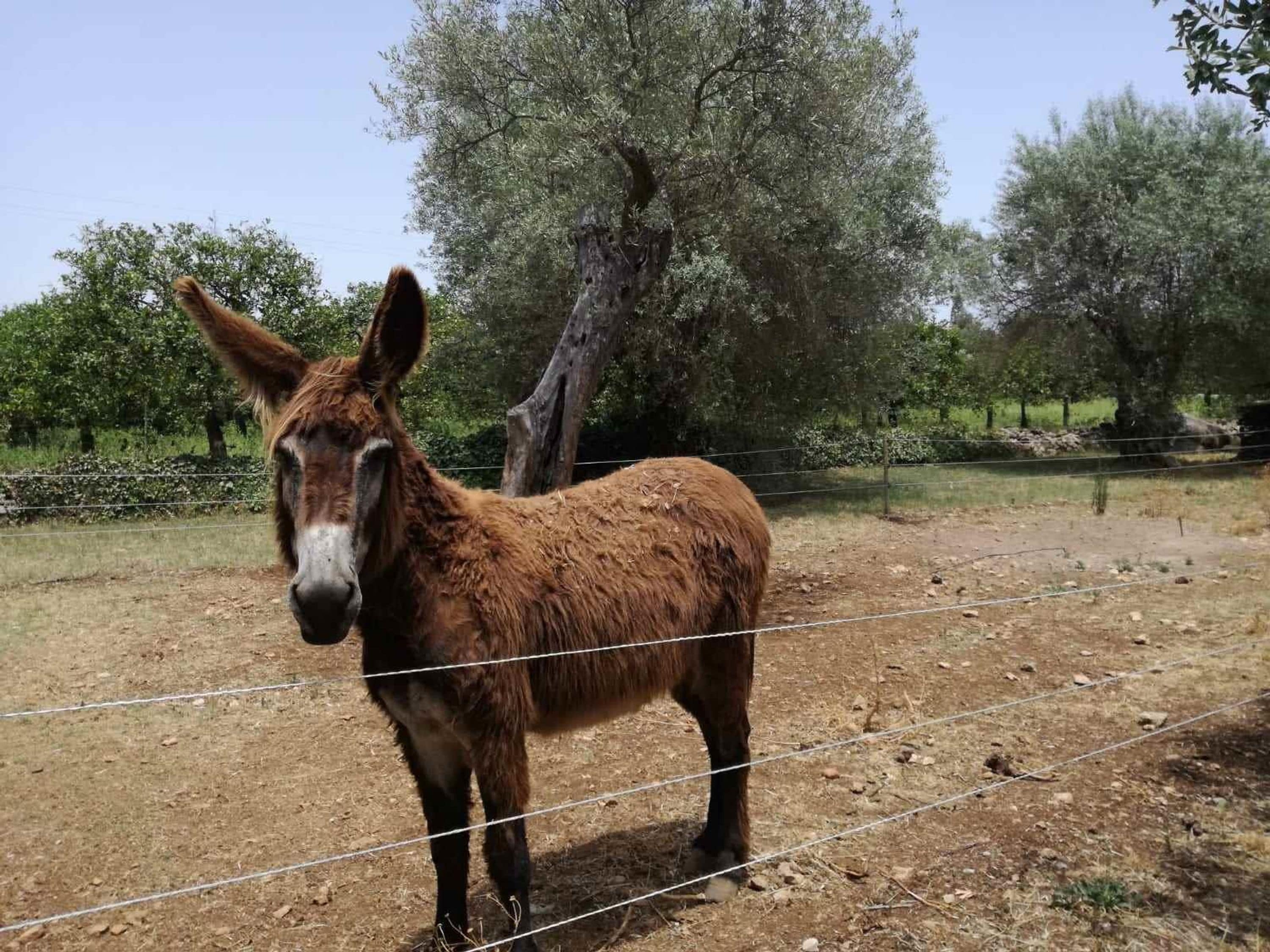 A donkey standing in a fenced area with trees in the background.