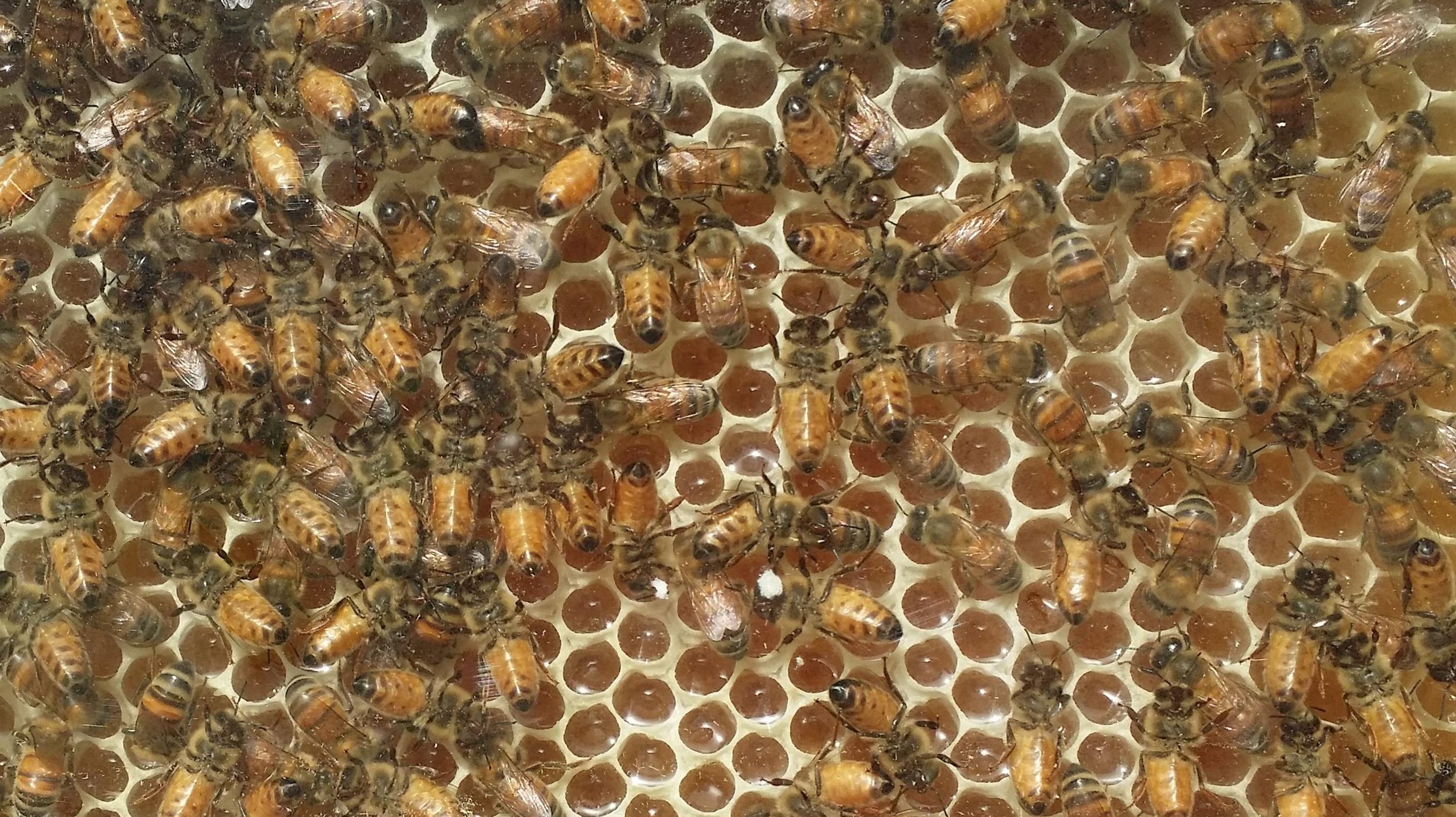 A close-up of a honeycomb structure with bees.