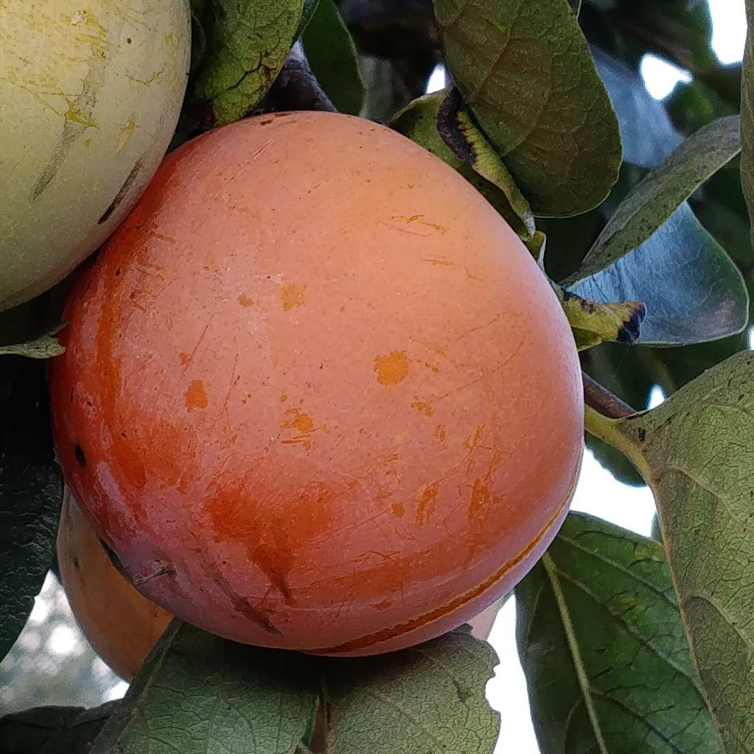 Obst hängt an einem Baum mit grünen Blättern.