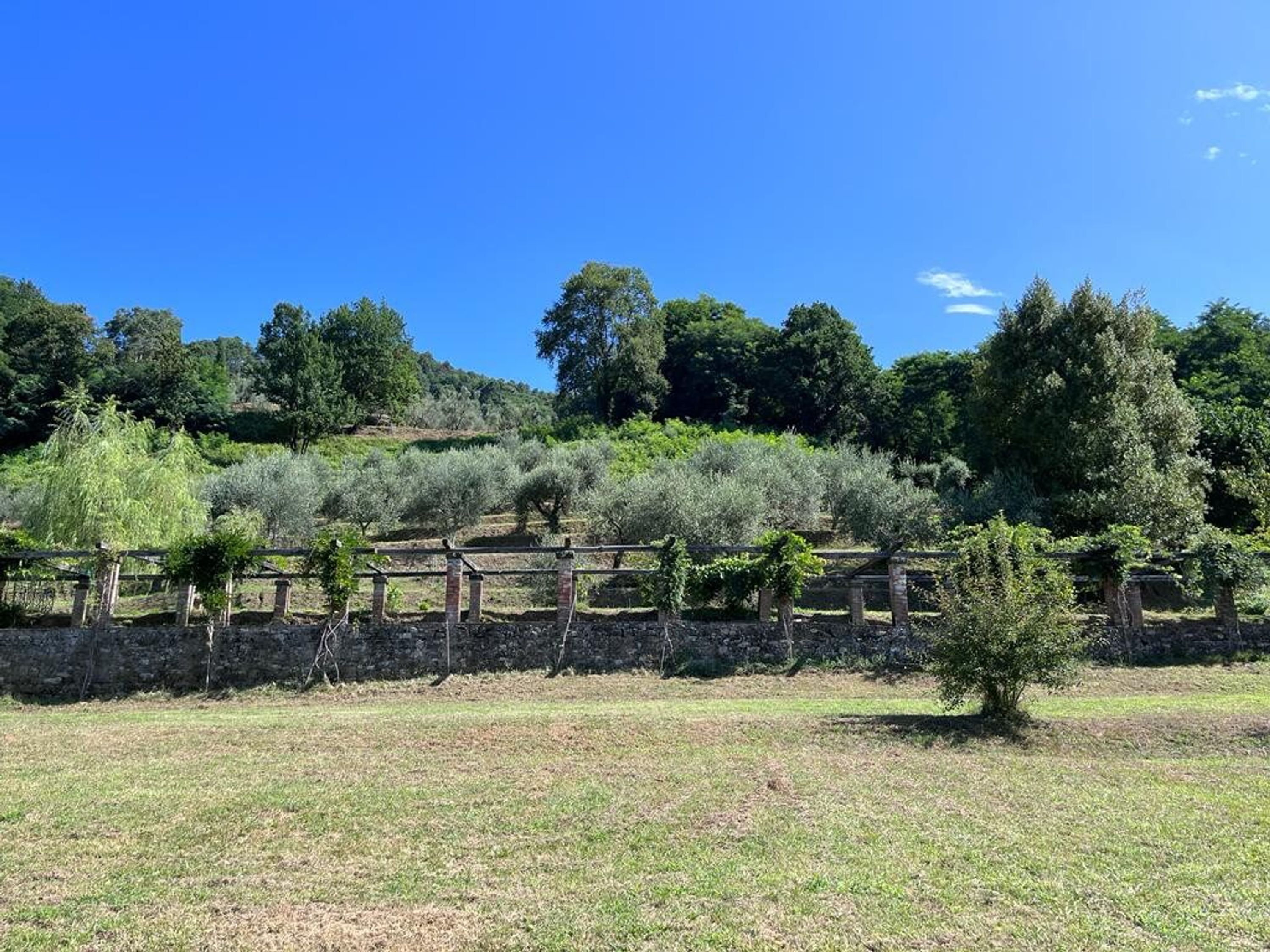 A vineyard with rows of grapevines and a stone wall in the background.