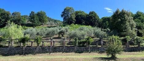 A vineyard with rows of grapevines and a stone wall in the background.
