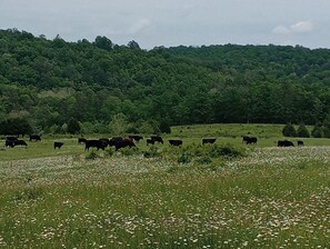Property grounds - The Cabin at Stormy Mountain Ranch, 800acre Ranch.  ATV, Horses or Jeeps welcome (Birch Tree)